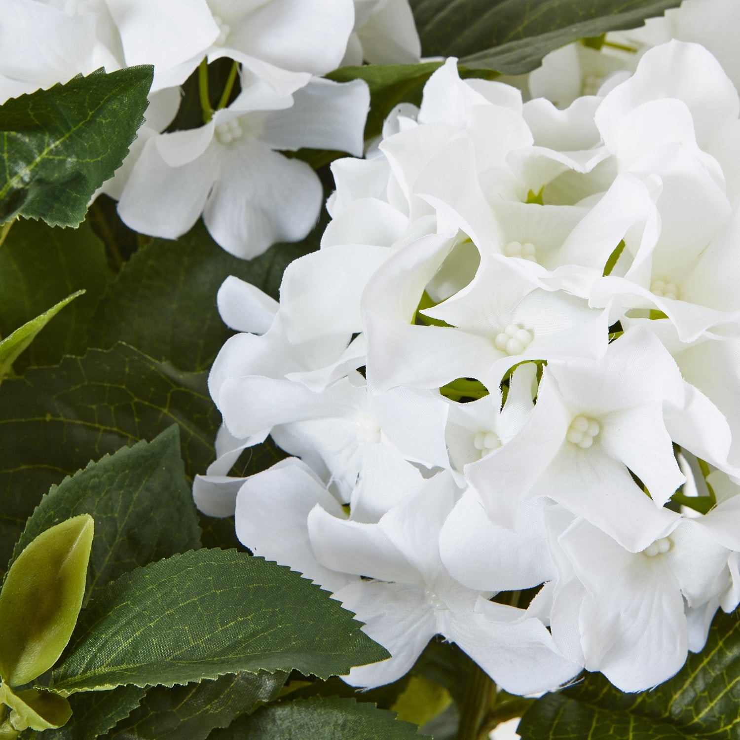 White Hydrangea Plant In Planter Pot