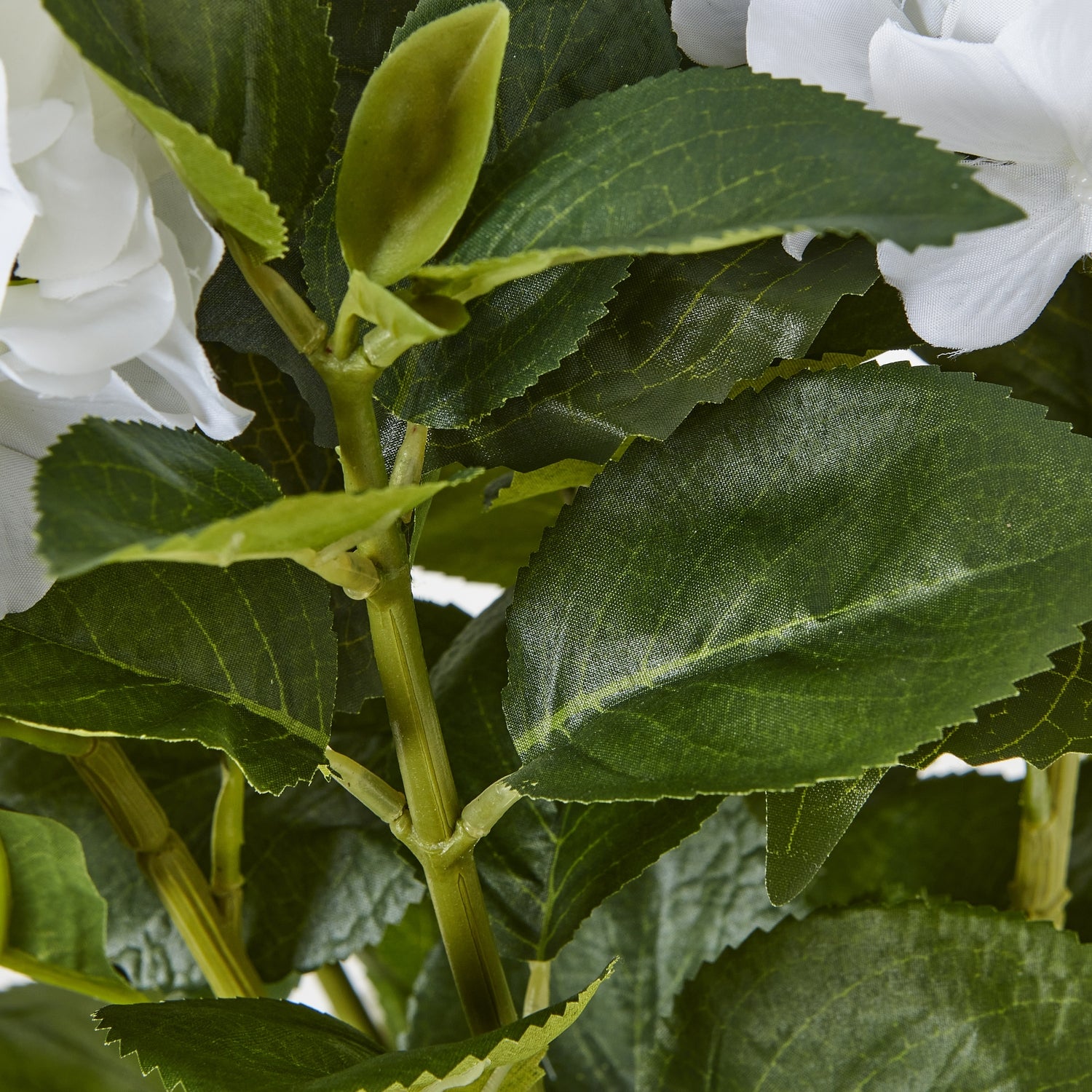 White Hydrangea Plant In Planter Pot