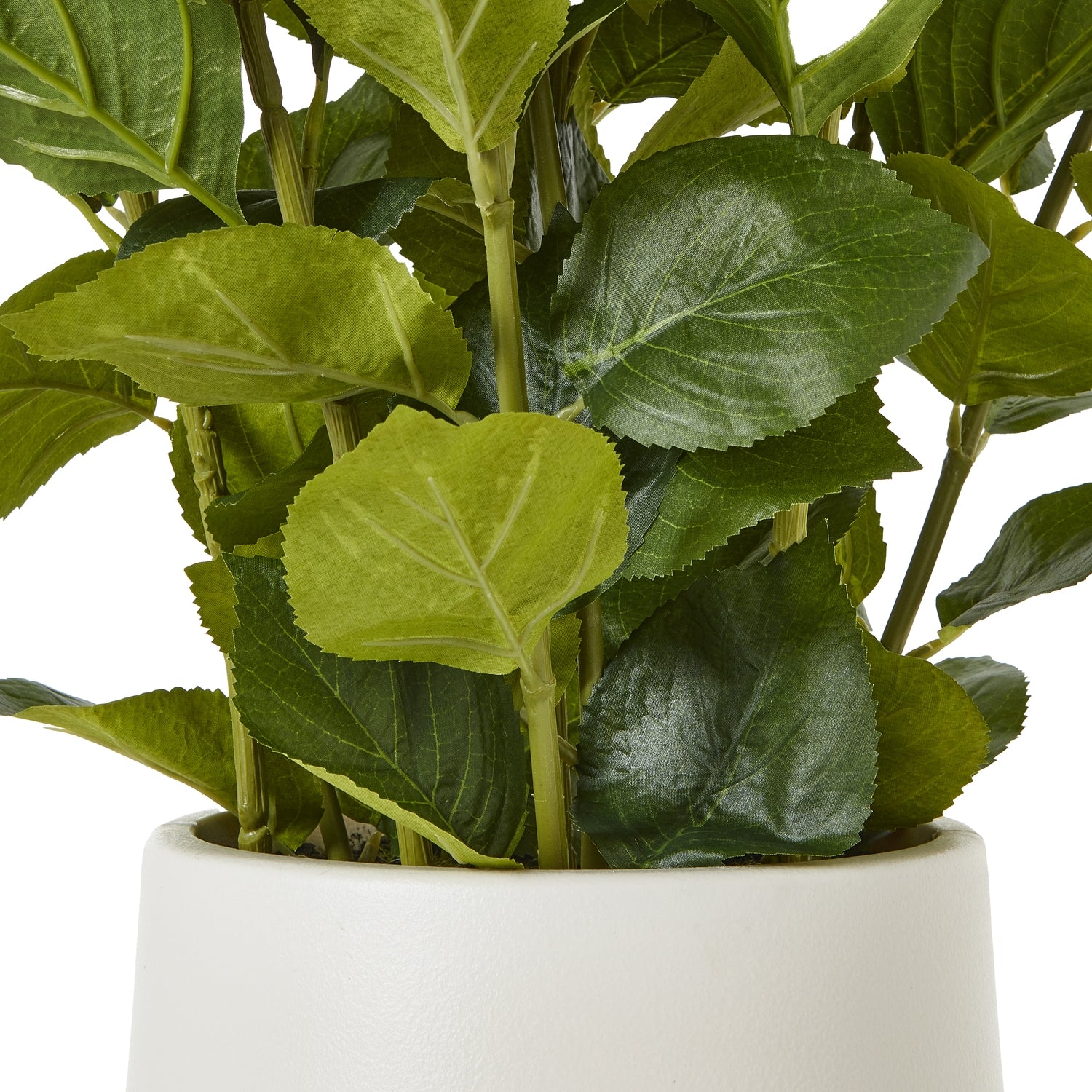 White Hydrangea Plant In Planter Pot