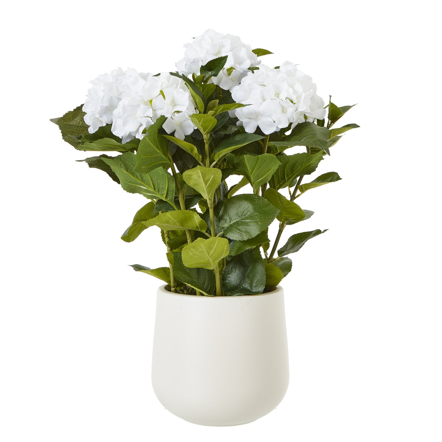 White Hydrangea Plant In Planter Pot