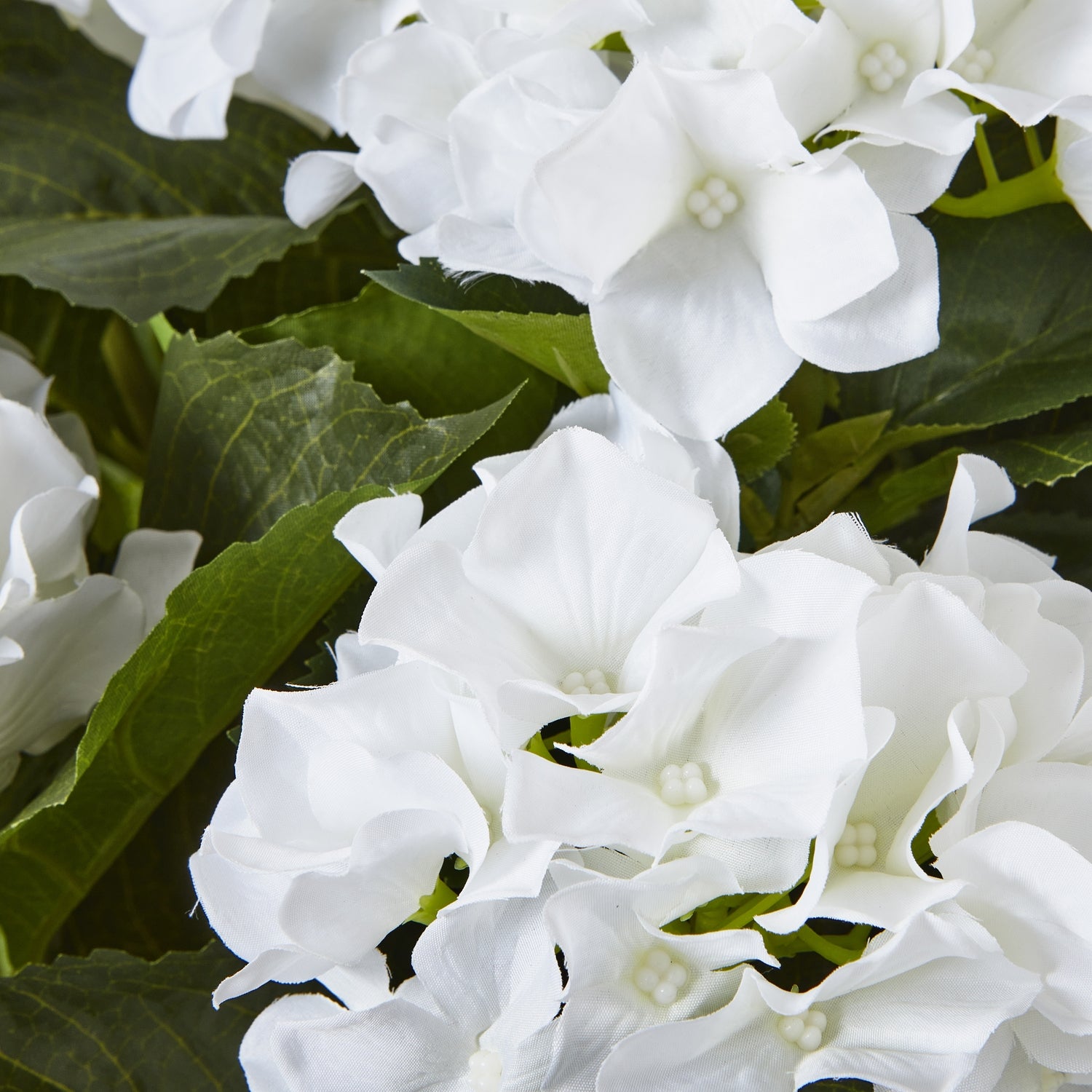 Large White Hydrangea Plant In Planter Pot