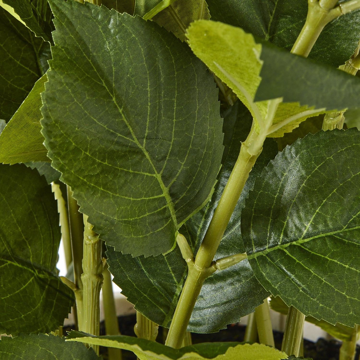 Large White Hydrangea Plant In Planter Pot