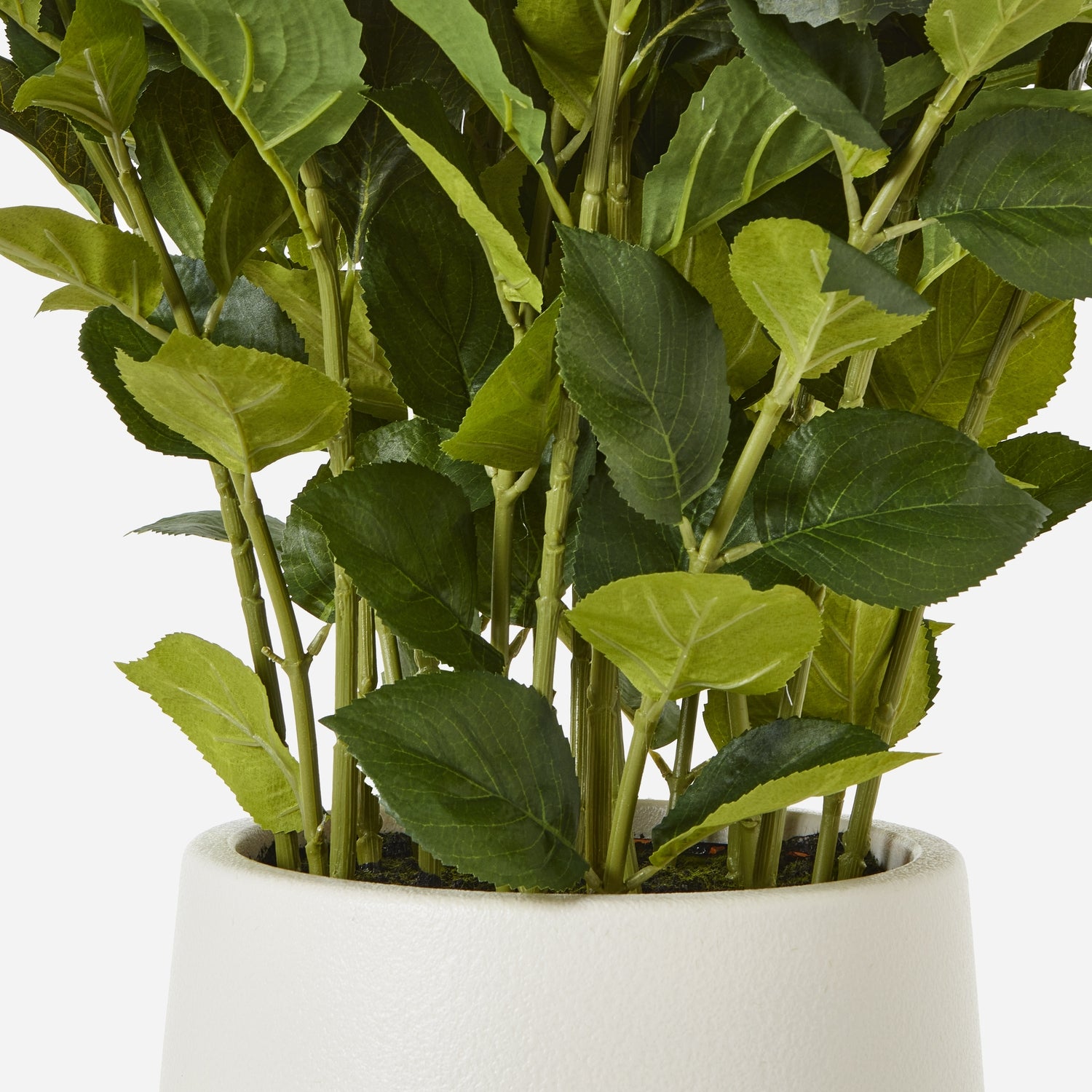 Large White Hydrangea Plant In Planter Pot