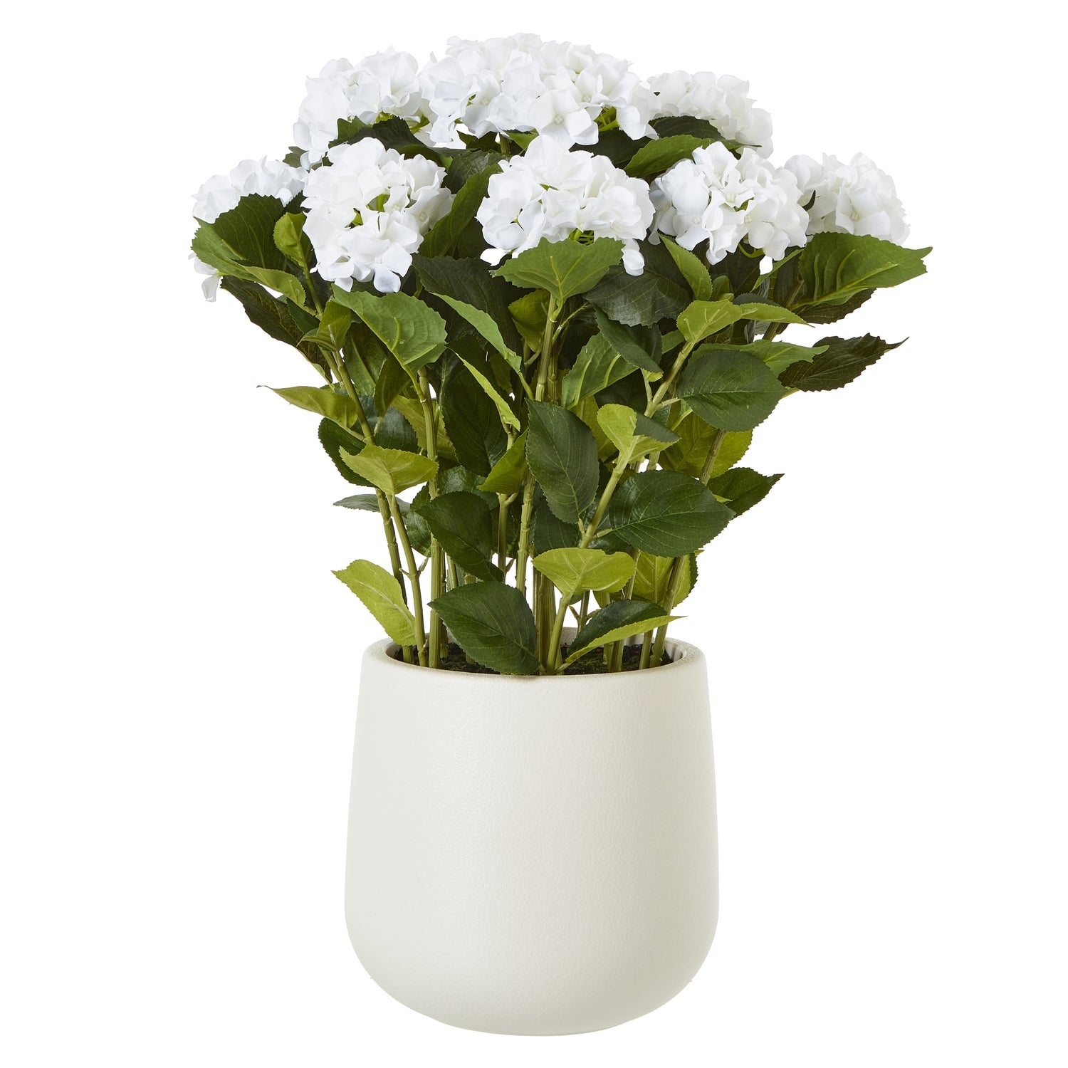 Large White Hydrangea Plant In Planter Pot