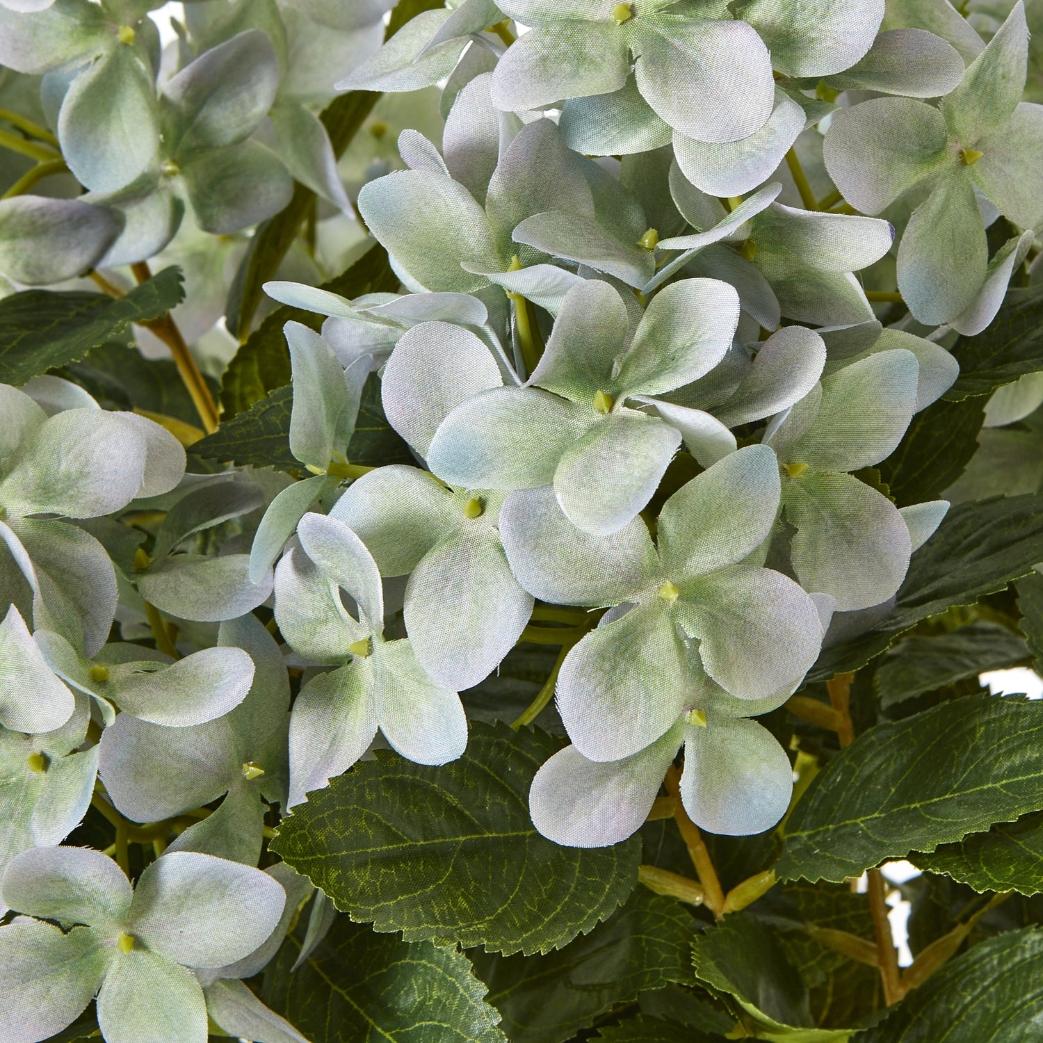 Soft Green Hydrangea in Planter Pot
