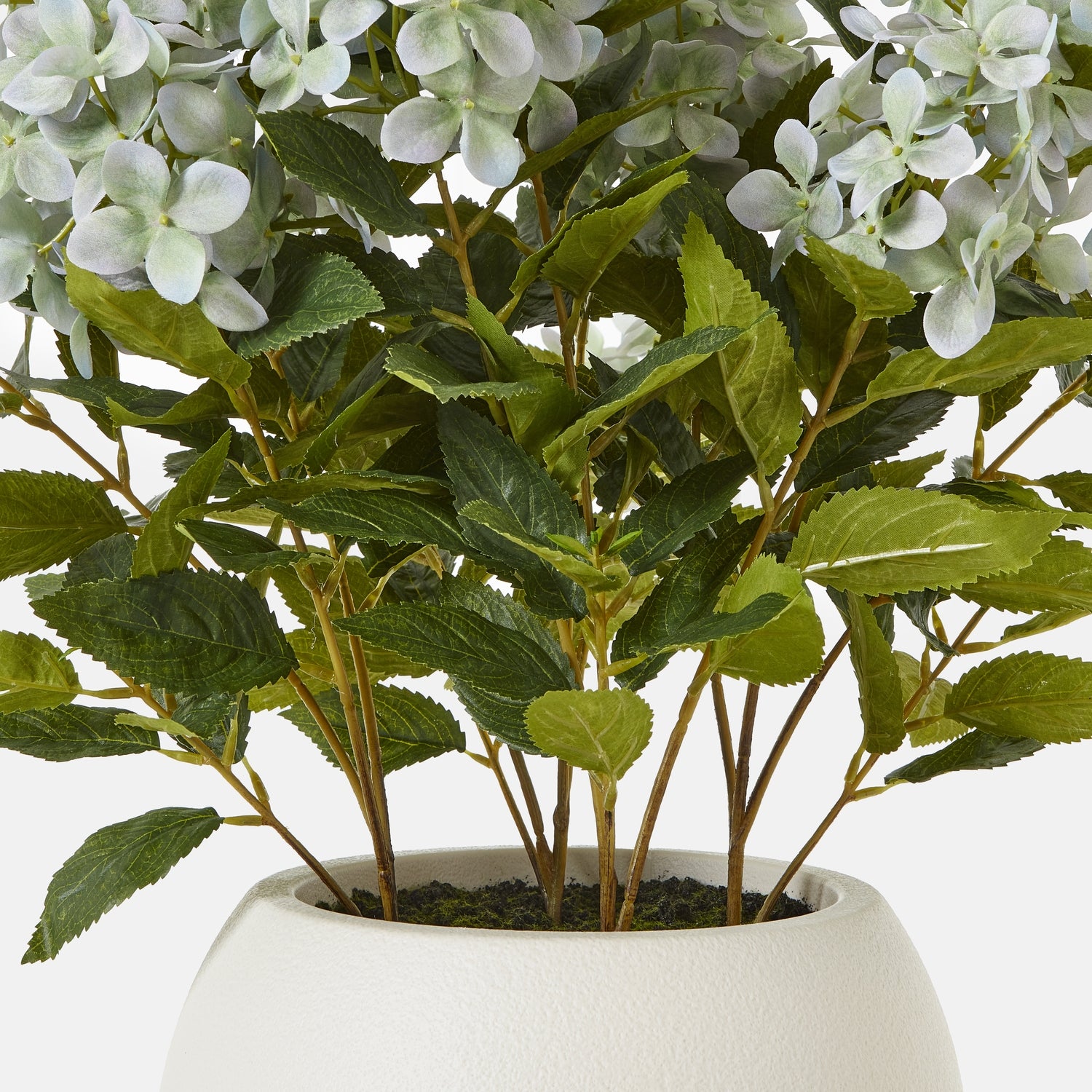 Soft Green Hydrangea in Planter Pot