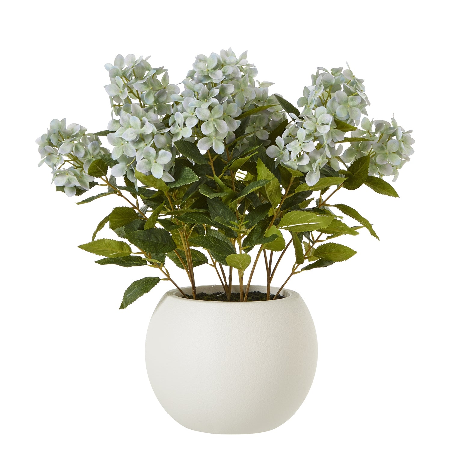 Soft Green Hydrangea in Planter Pot