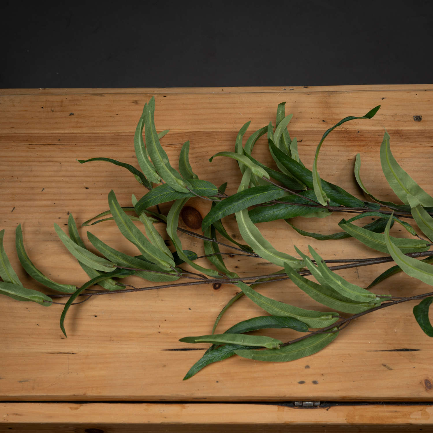 Willow Eucalyptus Stem