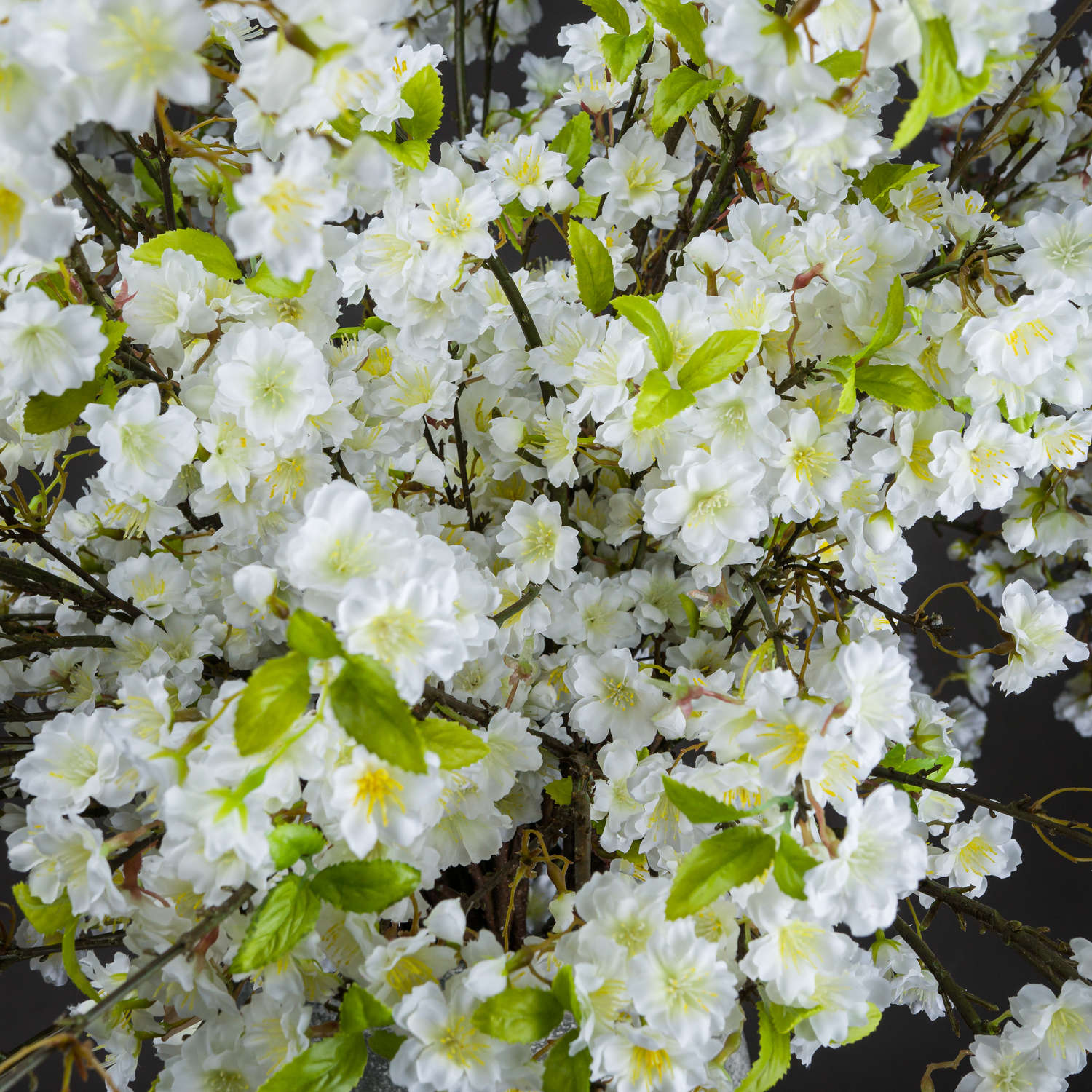White Cherry Blossom Stem
