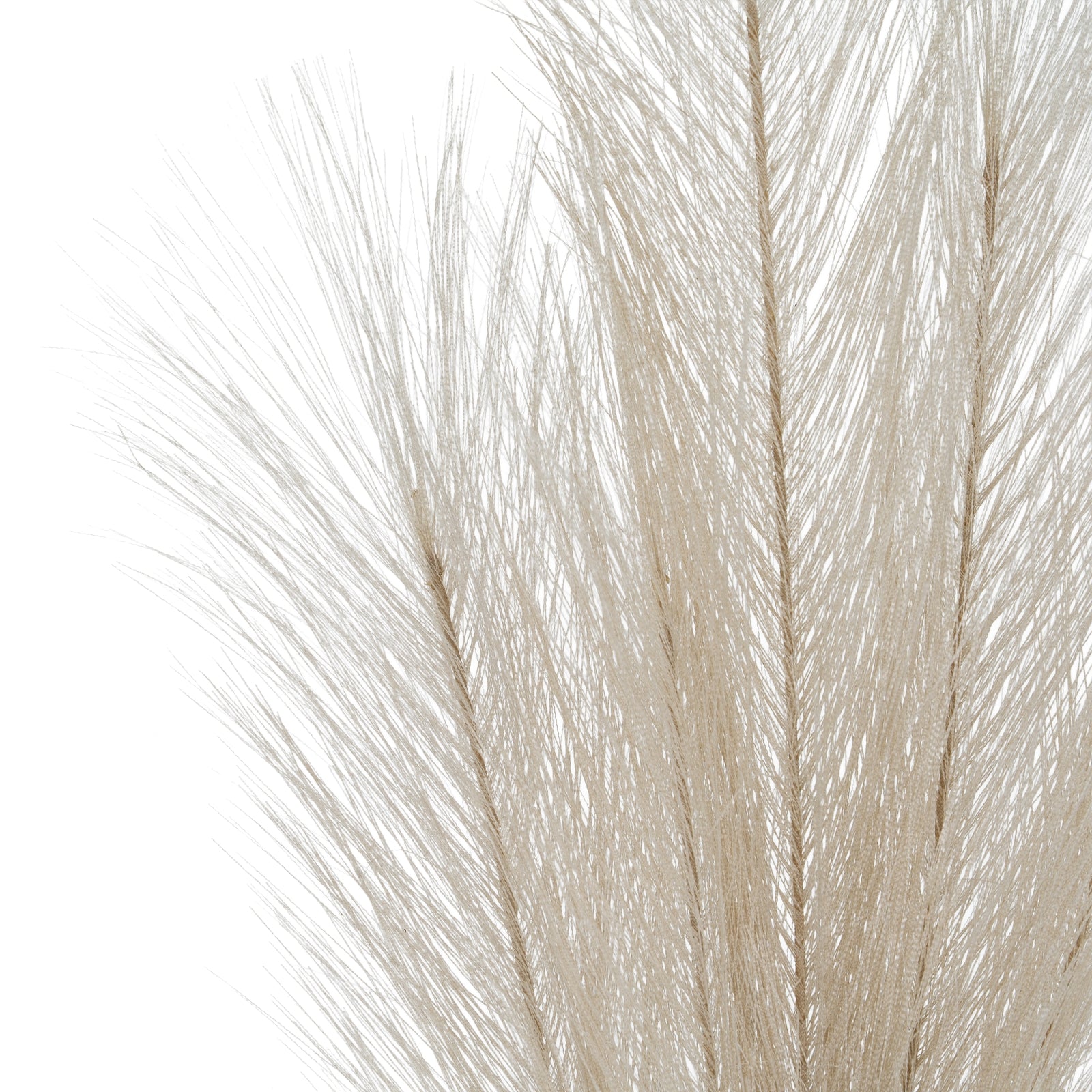 Celestia Bleached Oversized Pampas Stem