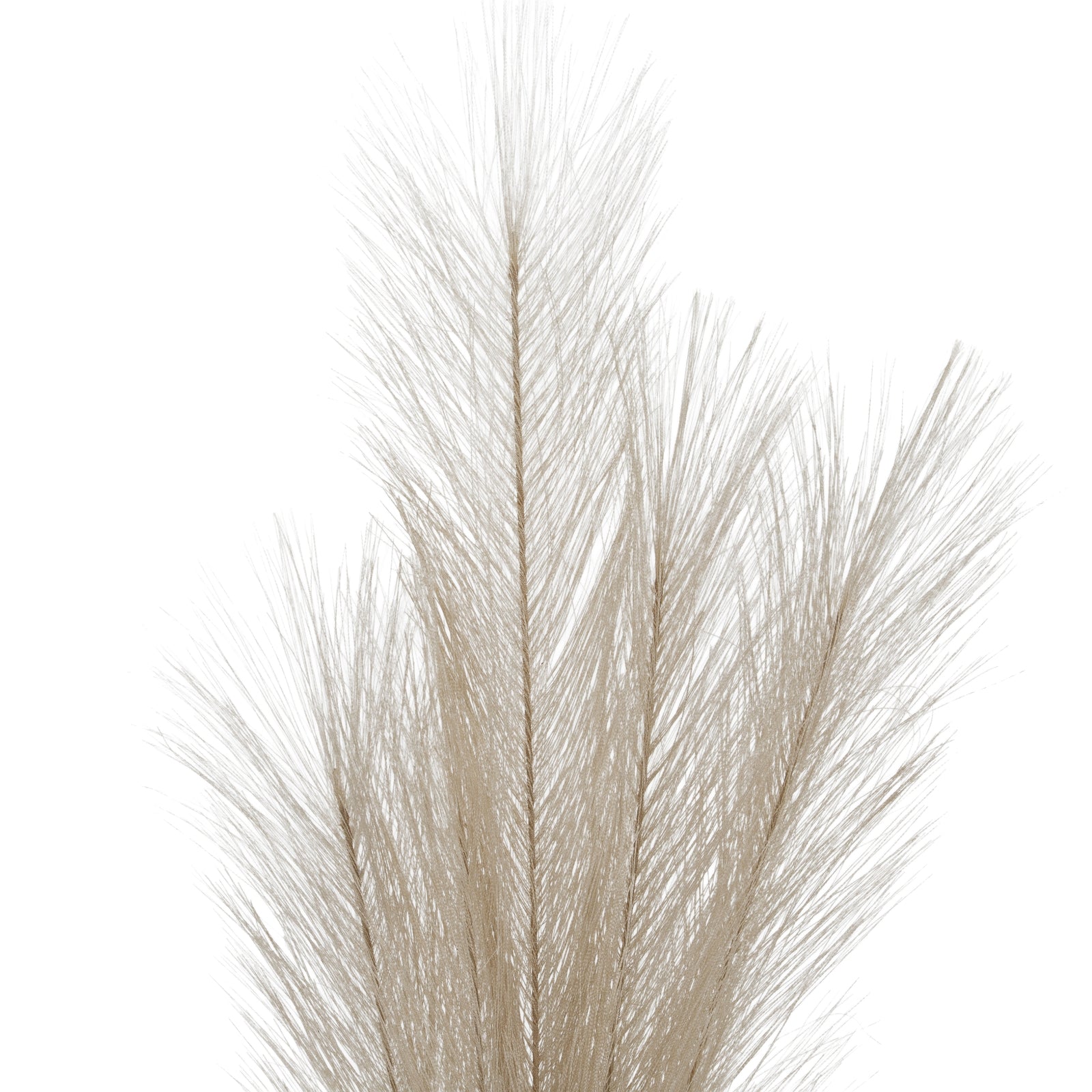Celestia Bleached Oversized Pampas Stem