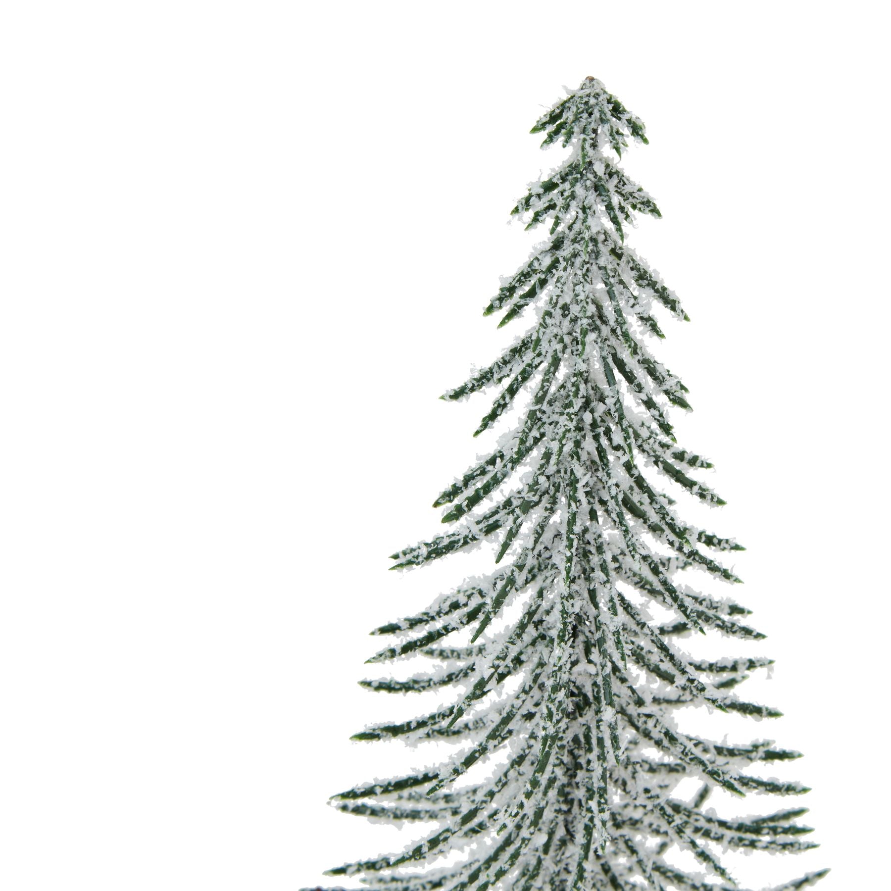 Snowy Spindle Tree (Large)