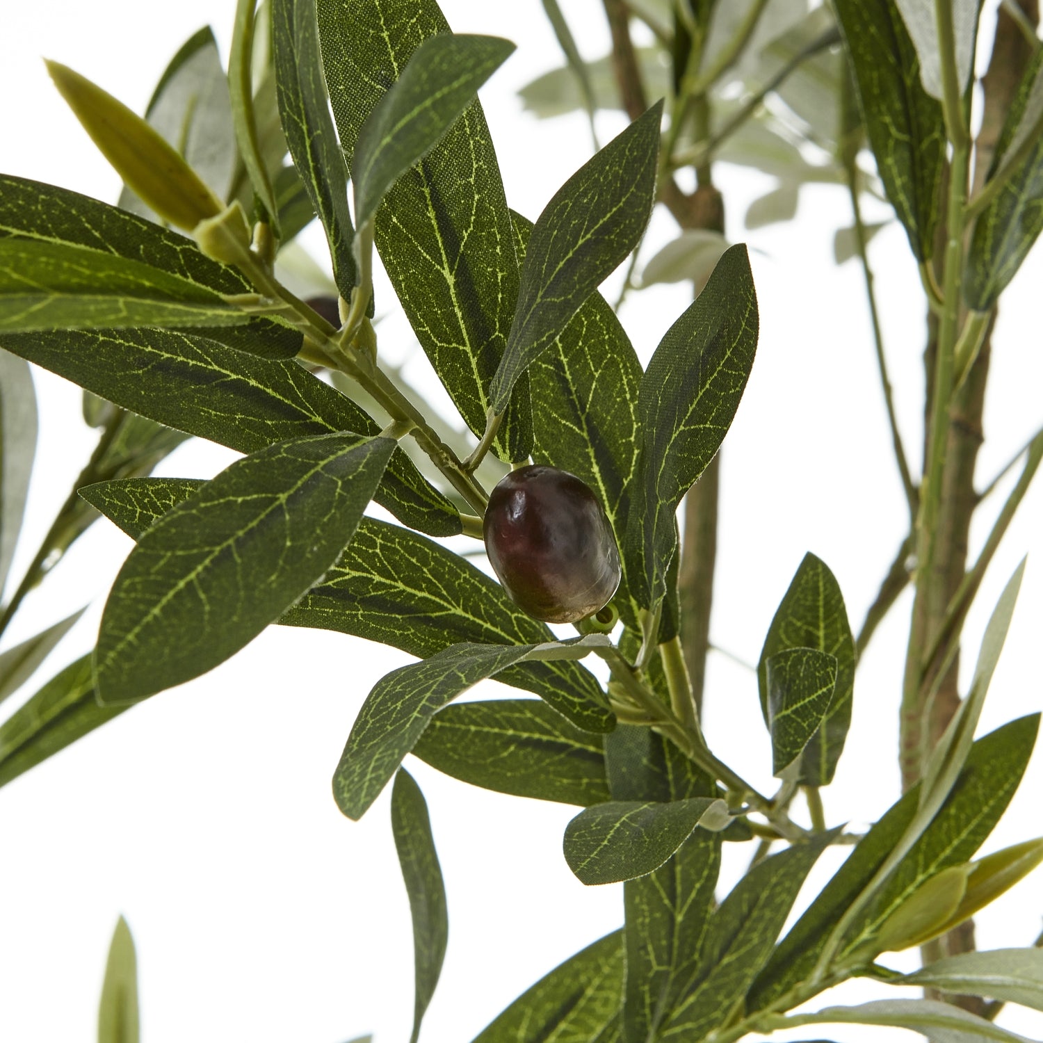 Apulia Olive Tree In White Pot 150cm