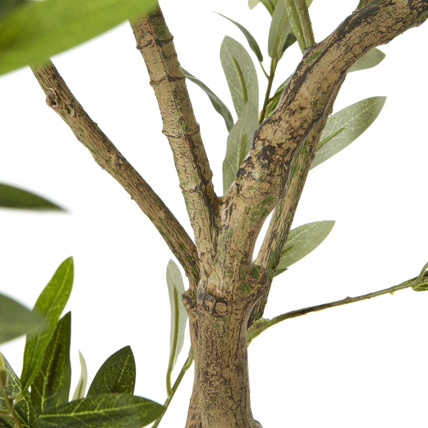 Apulia Olive Tree In White Pot 200cm